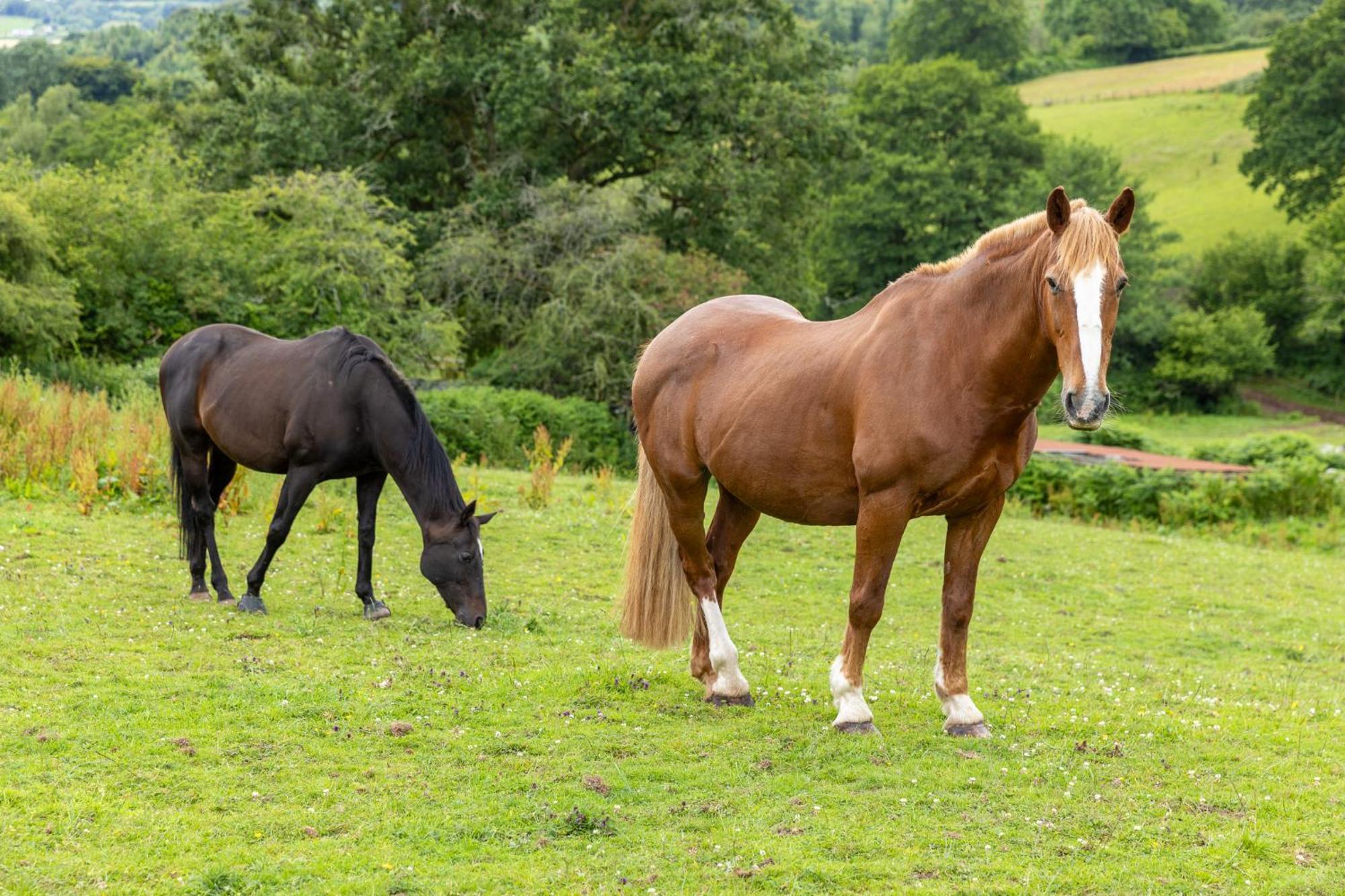 Holiday home Welsh Marches At Upper Glyn Farm Chepstow